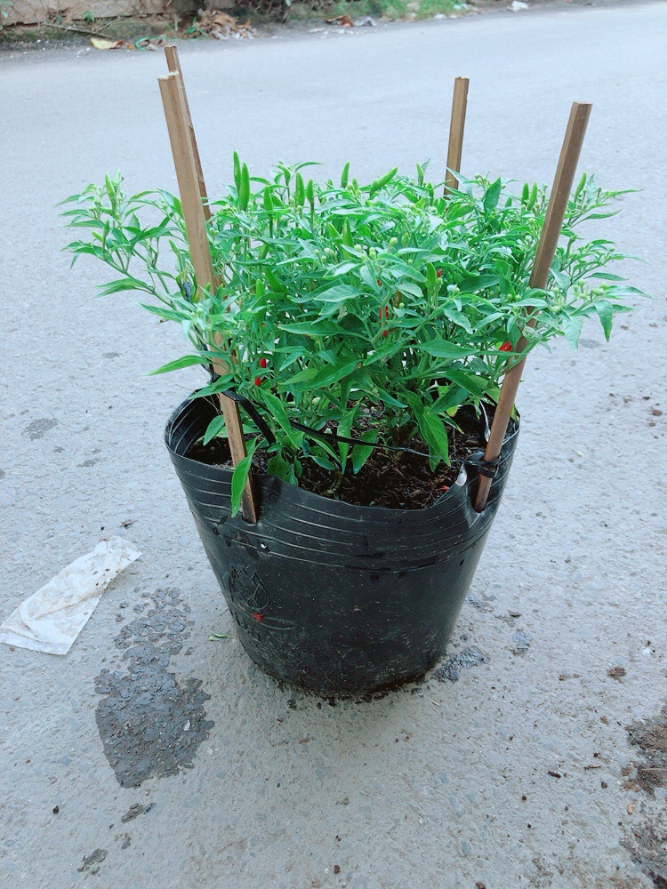 [HCM]Bụi Ớt Hiểm
