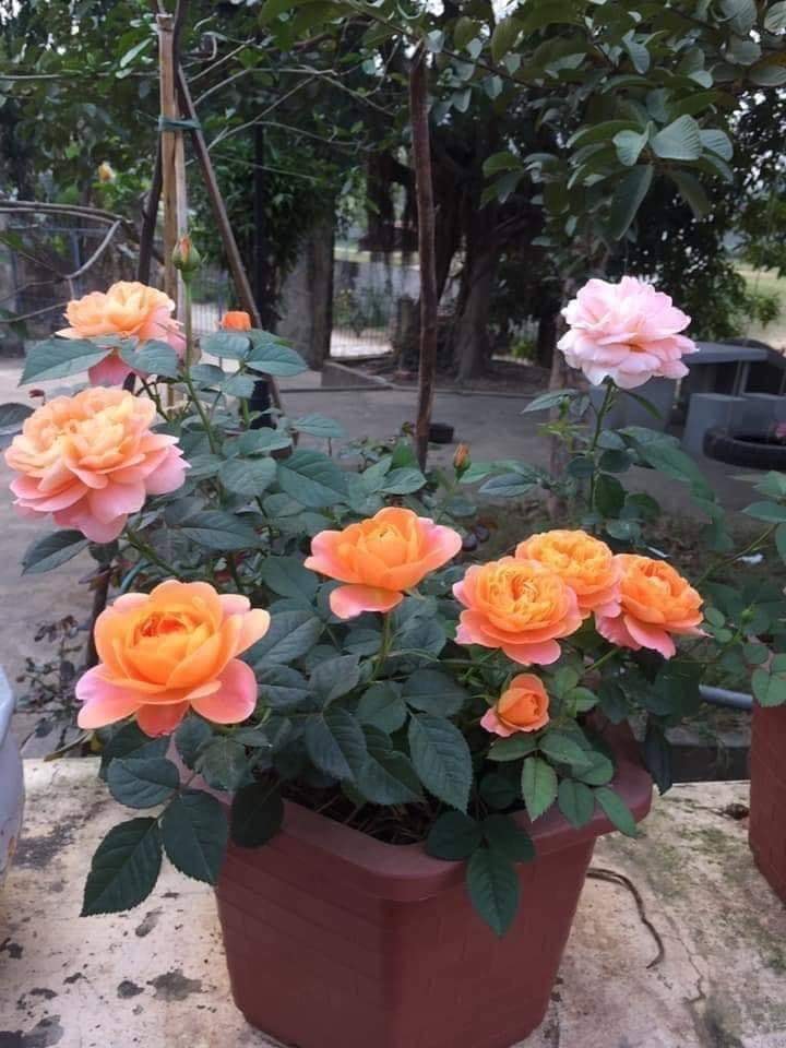 com bo 5 bụi, 2 leo