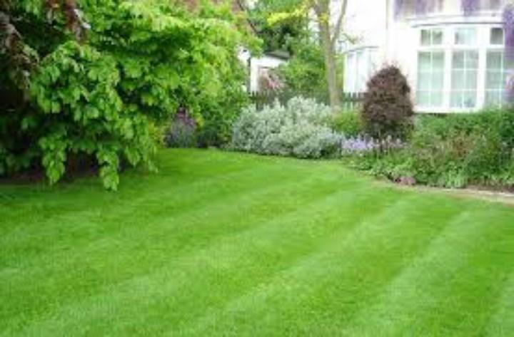 Túi 100 Hạt Giống Cỏ Nhung Nhật - Cỏ Sân Golf - Phát Triển Mạnh