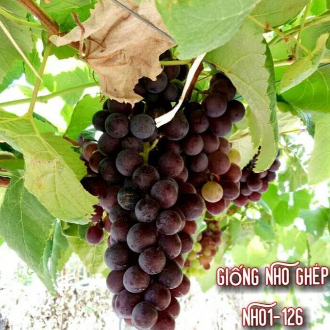 Cây Nho Giống  Kẹo NH01-126 ( cây tơ cam kết gốc bán gốc già)