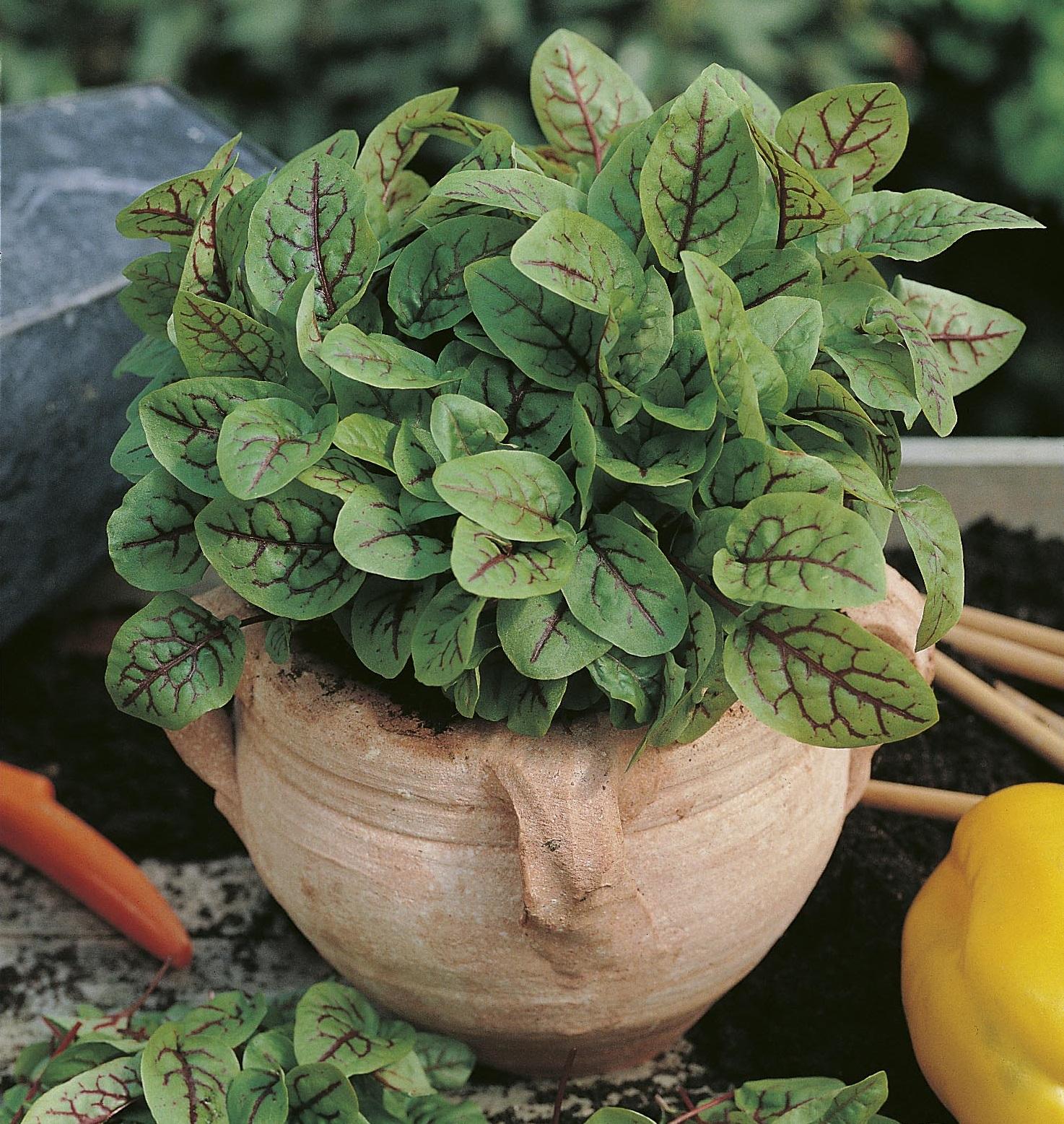 50h Hạt Giống Rau Chua Sorrel Red Vein Lâu Năm (TLA0| C17*X32*M207)