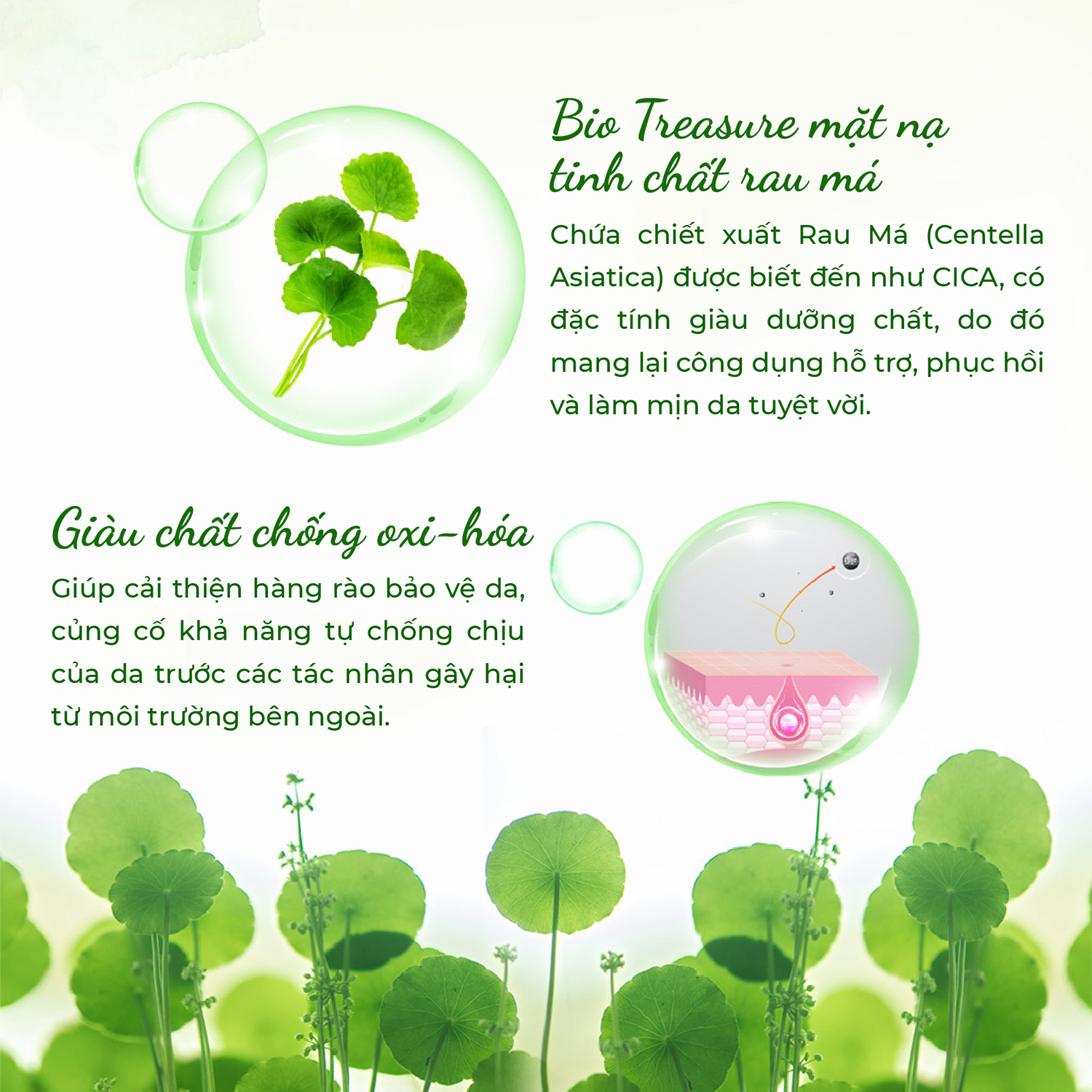 Combo 6 Mặt nạ BIO TREASURE tinh chất Rau má 20ML (6 miếng x 20ML)