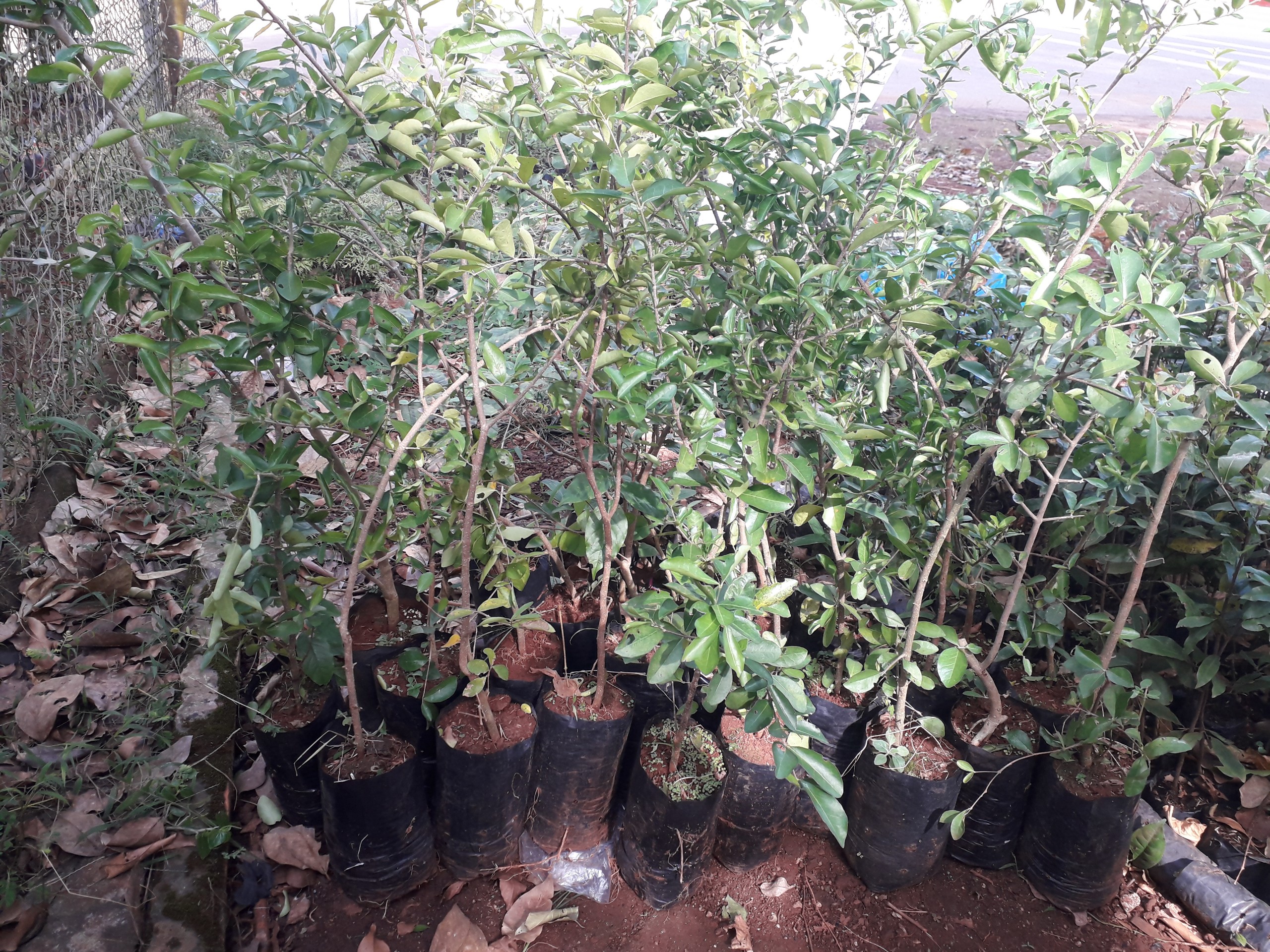 Cây giống sơ ri ngọt thái lan