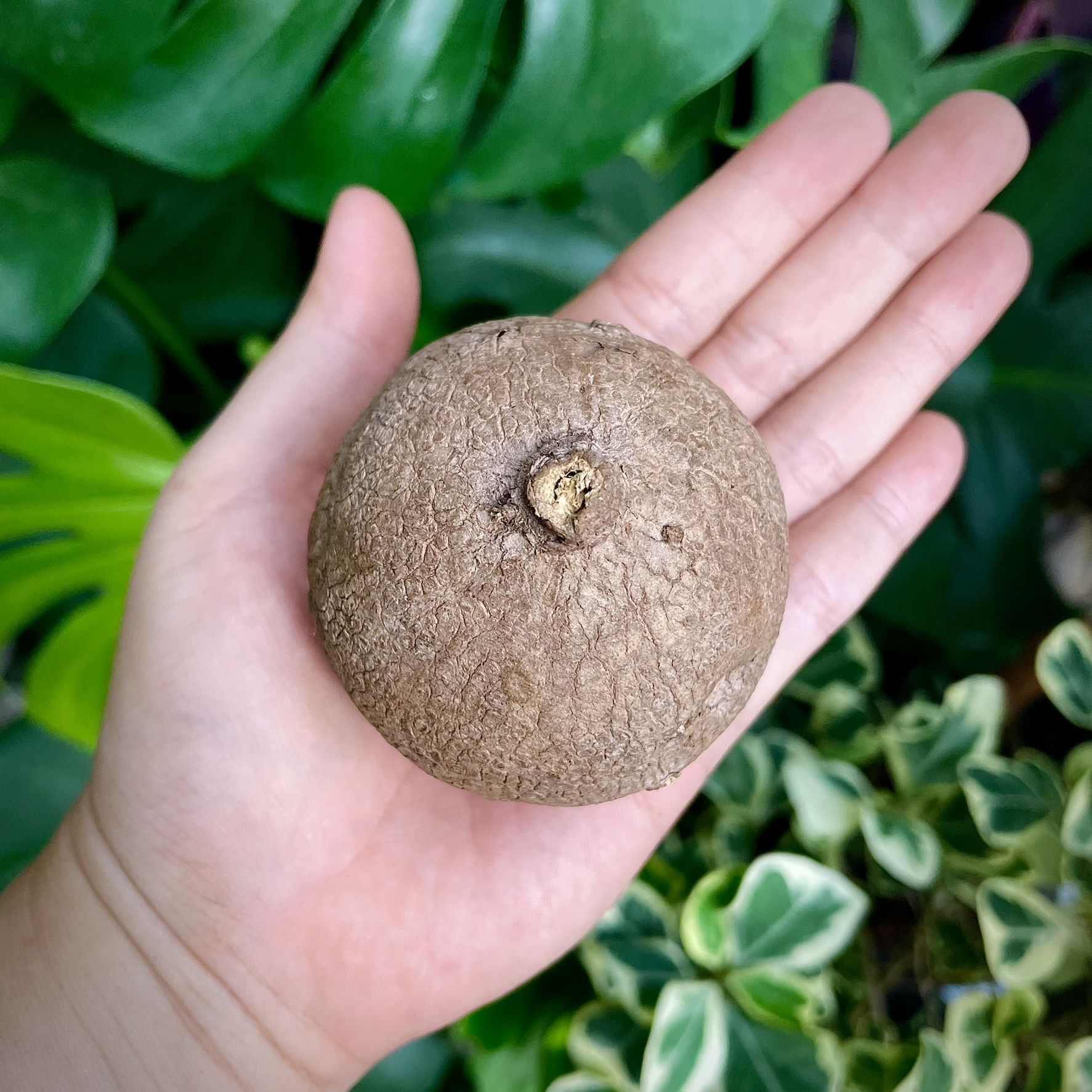 Củ bình vôi Thái - Stephania Erecta