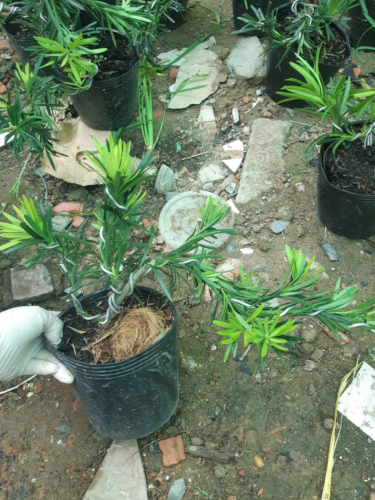 tùng la hán bonsai mini