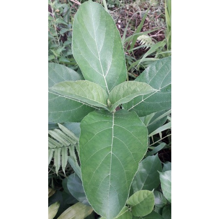 1kg lá ngái sao vàng hạ thổ (đọc kỹ mô tả )