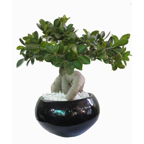 Cây sanh lùn nhật bonsai mimi