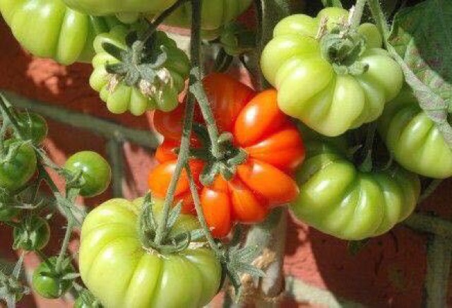 Hạt Giống Cà Chua Bí Ngô Cotoluto