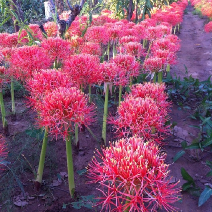 củ giống hoa hồng tú cầu size to