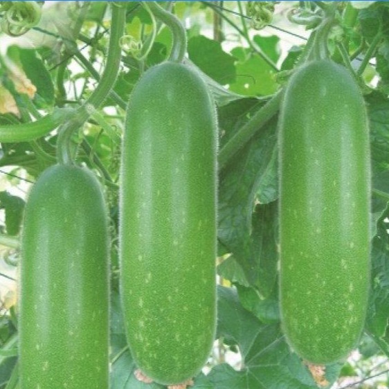 Hạt giống bí đao chanh
