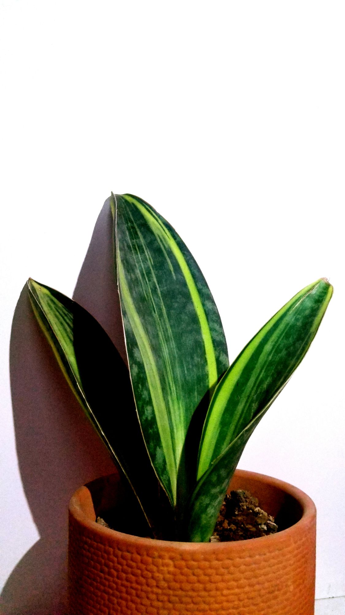 Lưỡi hổ Mason's Congo Var 3 lá size lá 27cm
