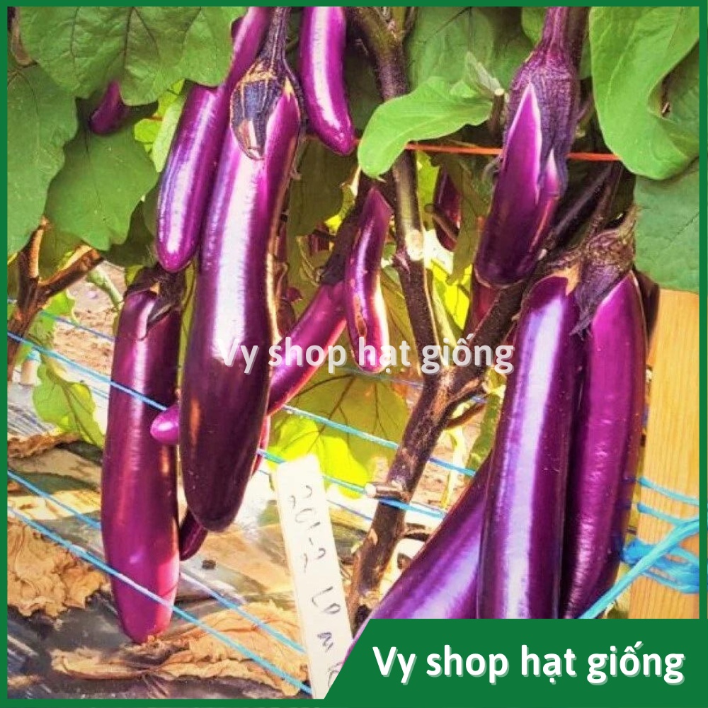 Hạt giống cà tím dài cao sản Thái Lan gói 50 hạt