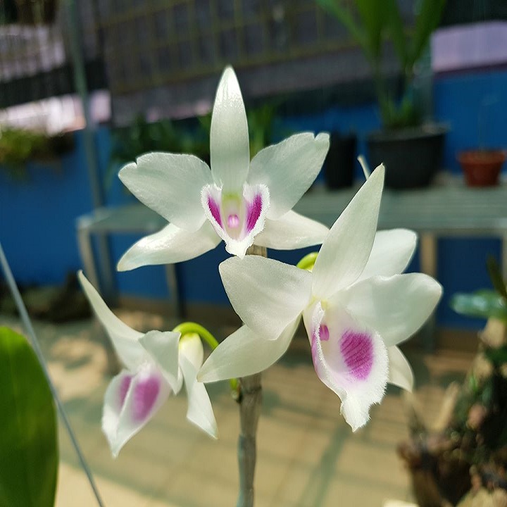 Cốc lan phi điệp đột biến 5 cánh trắng MẮT NAIL (5ct), hoa cực đẹp, cực hiếm, hàng gieo hạt, cây y hình