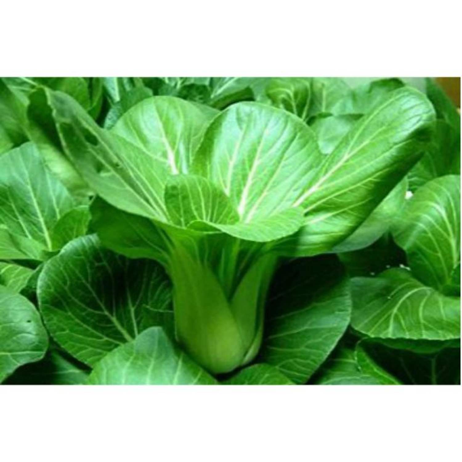 MA29A GÓI Hạt giống Cải Chít 150 hạt