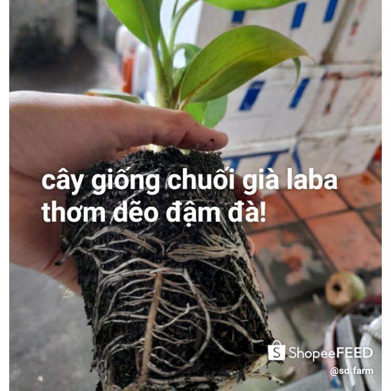 Cây giống chuối già Laba(thuần xứ nóng)