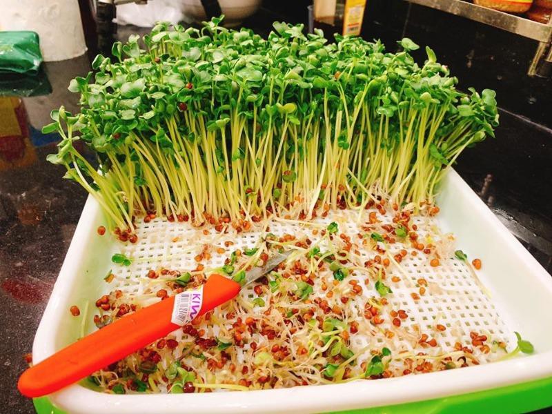 Hạt giống rau mầm trắng ( Tân Tây Lan )