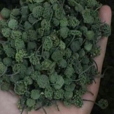 500g nụ hoa tam thất loại đặc biệt