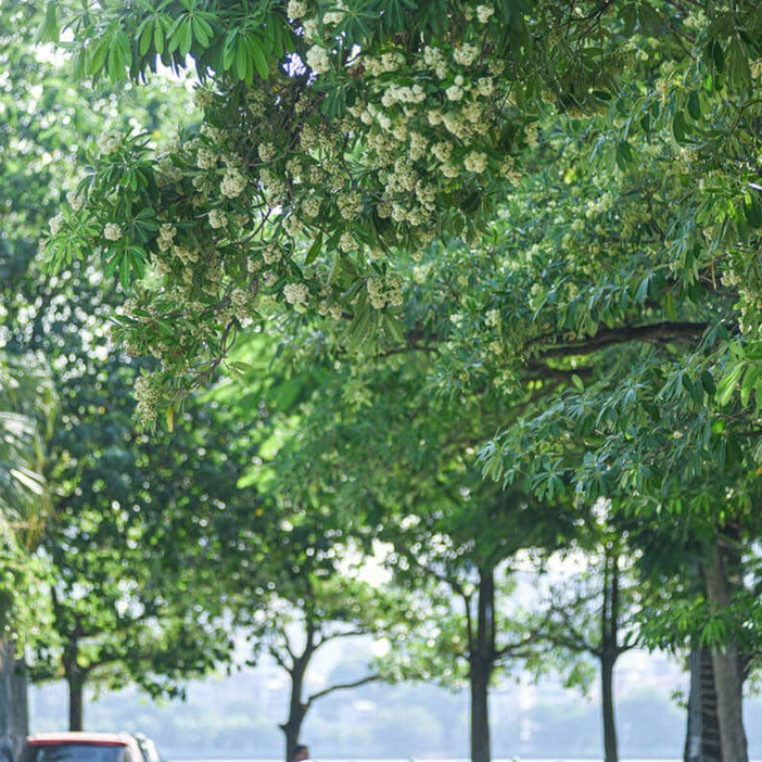 Cây Hoa Sữa Giống (ĐƯỢC KIỂM HÀNG) (được tặng kèm phân )