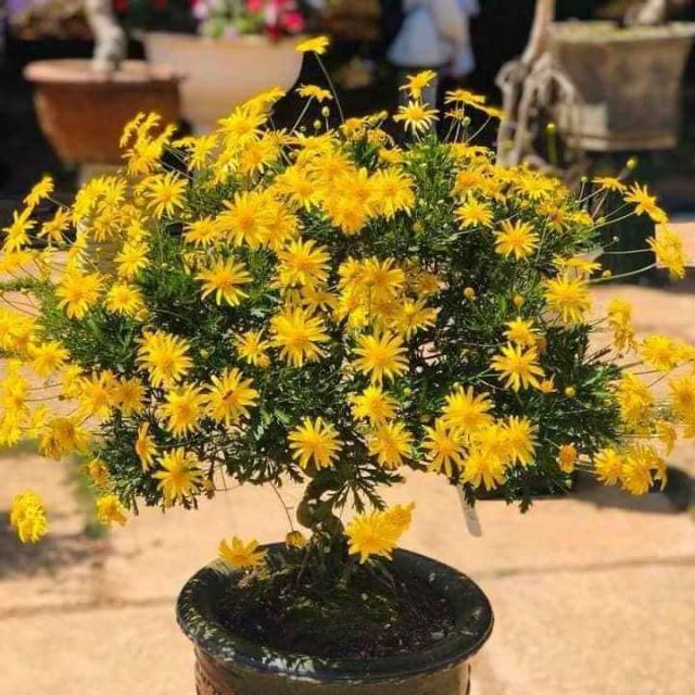 [ Xả - Cắt Lỗ ] Cúc Thân Gỗ