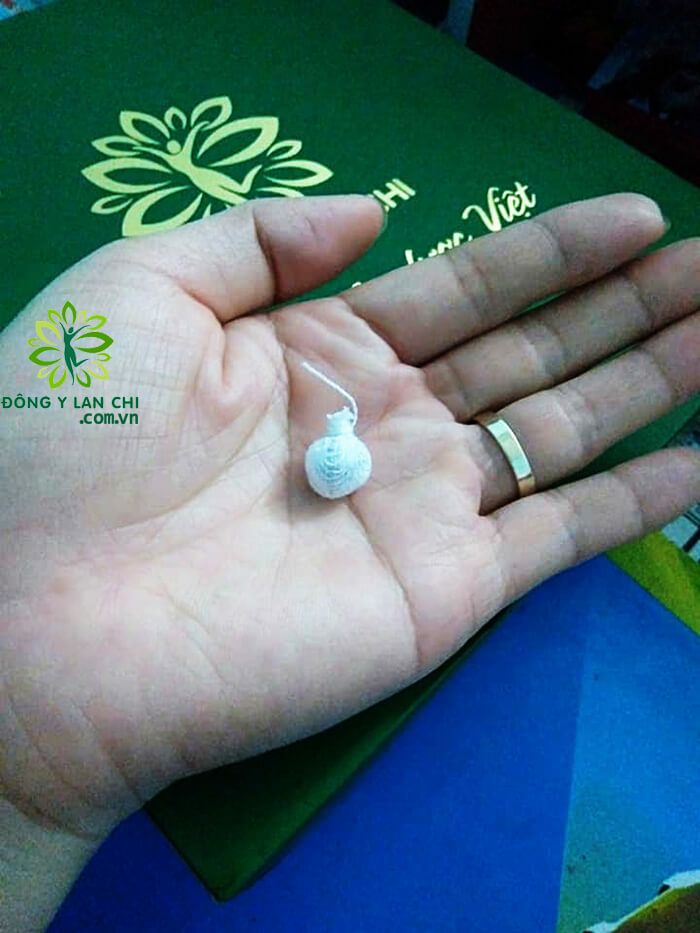 ( 1 kén nhỏ ) KÉN ĐẶT HỒNG ÂM X2 LAN CHI ( 1hộp 10 kén nhỏ)
