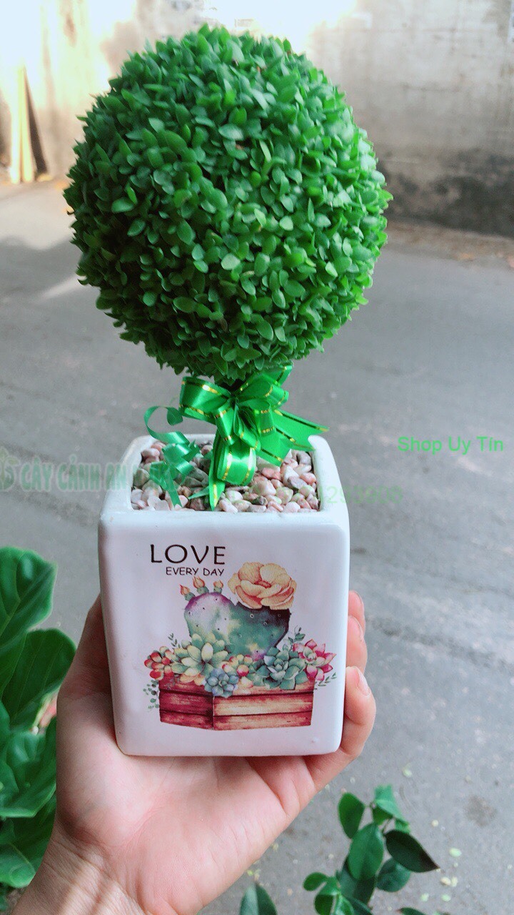 Chậu Cây May Mắn