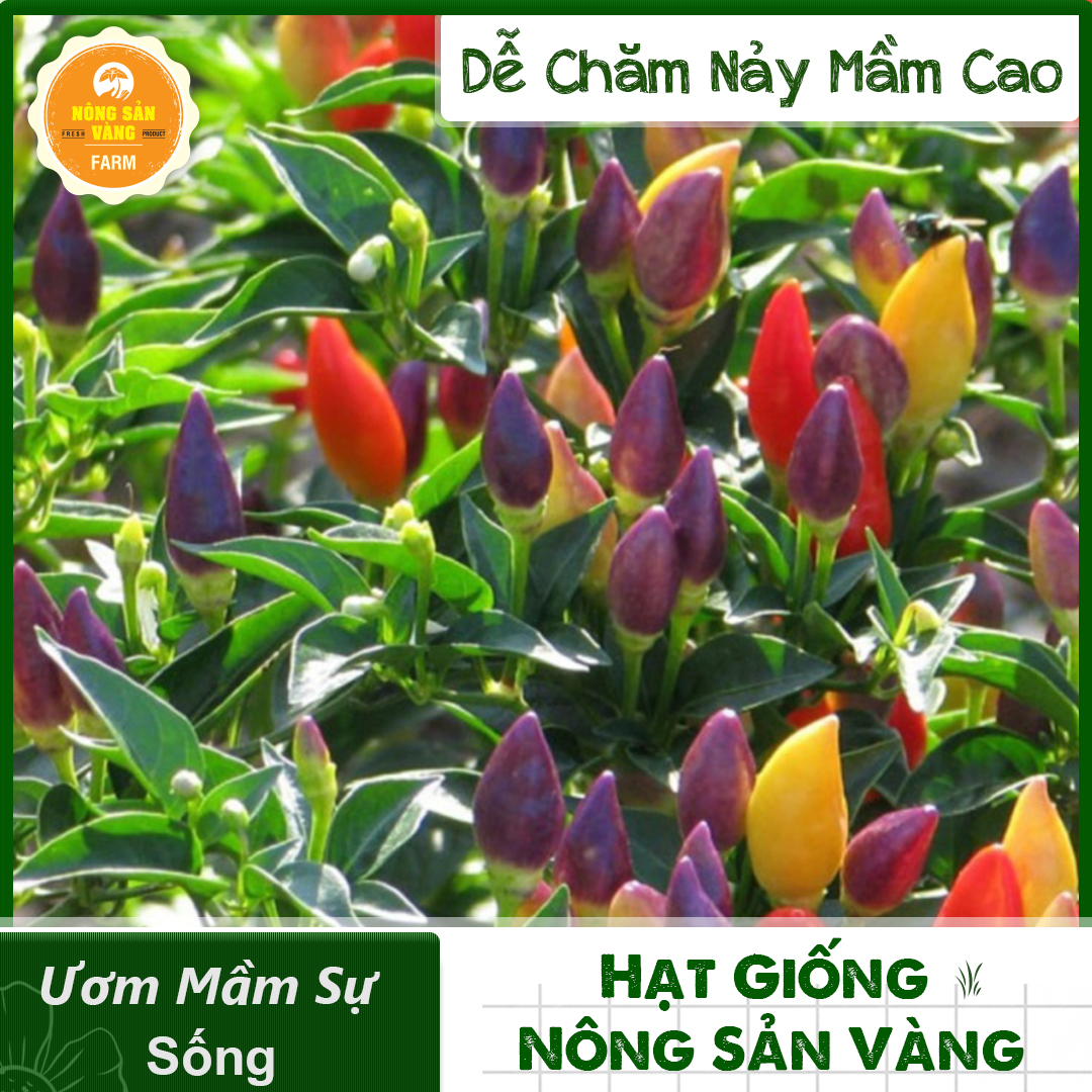 Hạt giống ớt năm màu tỉ lệ nảy mầm cao, sinh trưởng và phát triển khỏe, năng suất cao - nông sản vàng