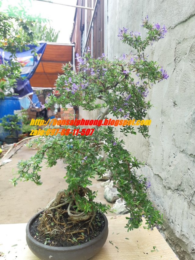 linh sam siêu bông gốc trung