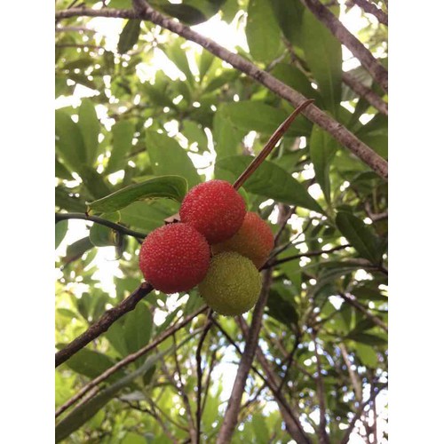 (Cây Ăn Qủa) Thanh Mai +Tặng (1000g) phân thỏ hữu cơ