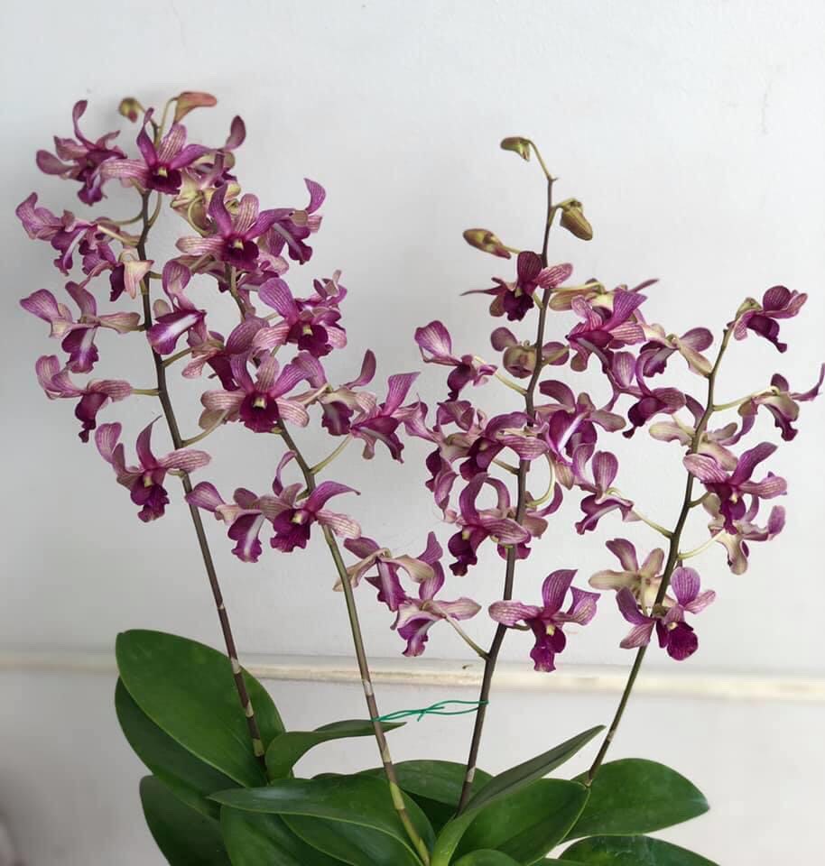 Hoa lan denro bò hồng
