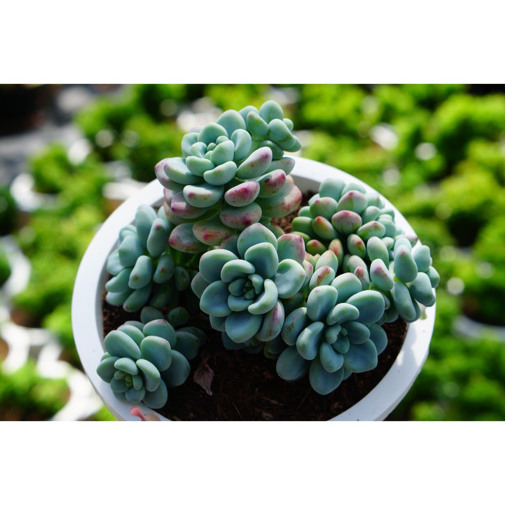 SEN ĐÁ THIÊN THANH CHẬU LỚN 15cm -HƯ 1 ĐỔI 1
