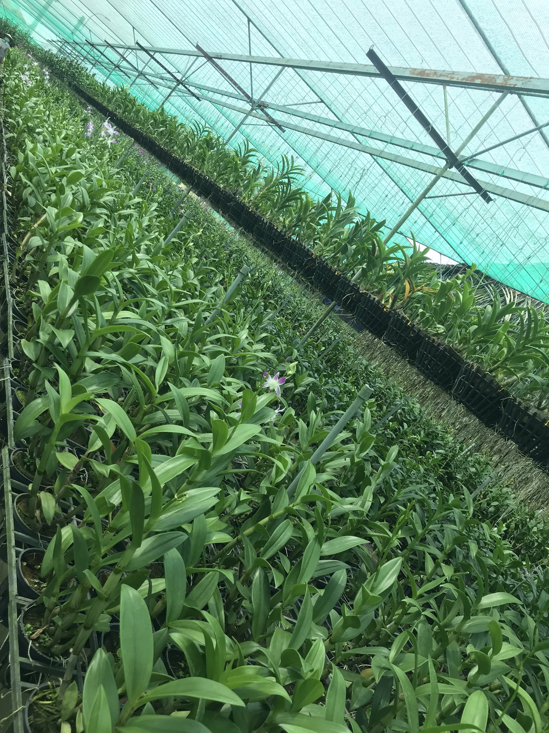 Hoa lan denro nắng 4N