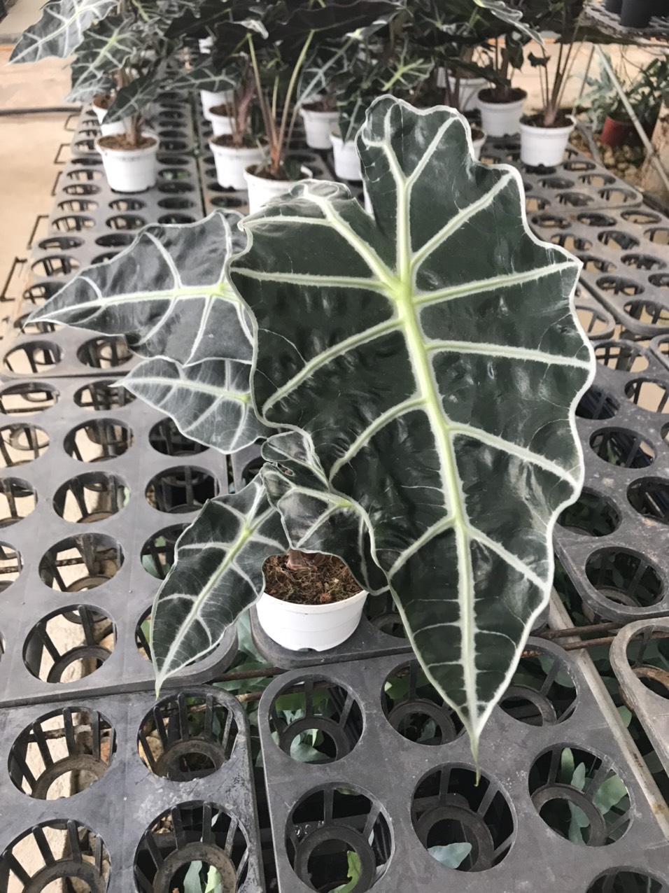 Alocasia Amazonica - size lá trên 30cm