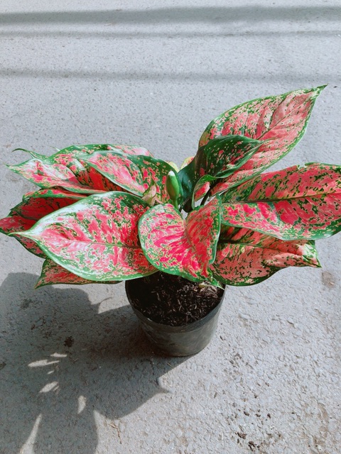 Cây Vạn Lộc