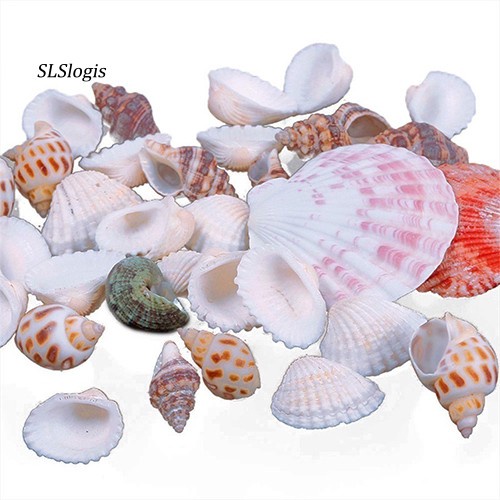 Vỏ ốc biển vỏ sò trang trí hồ cá decor đẹp mắt