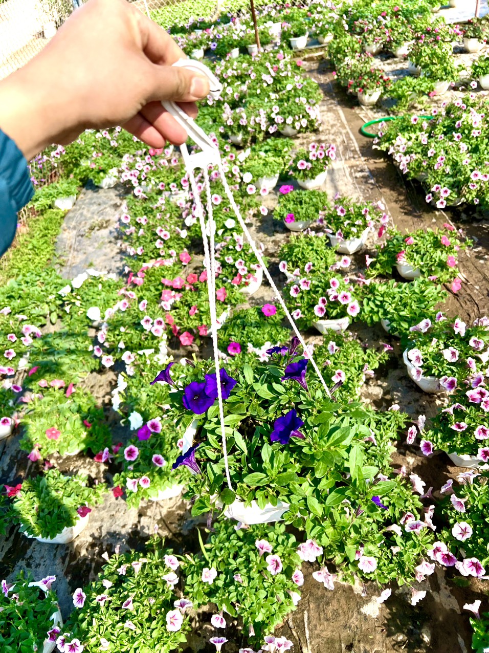 Chậu hoa dạ yến đang hoa chậu treo