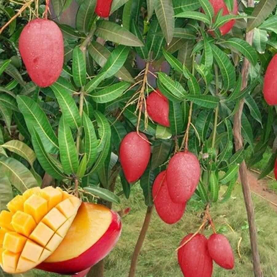 Cây giống xoài đỏ mặt trời nhật bản