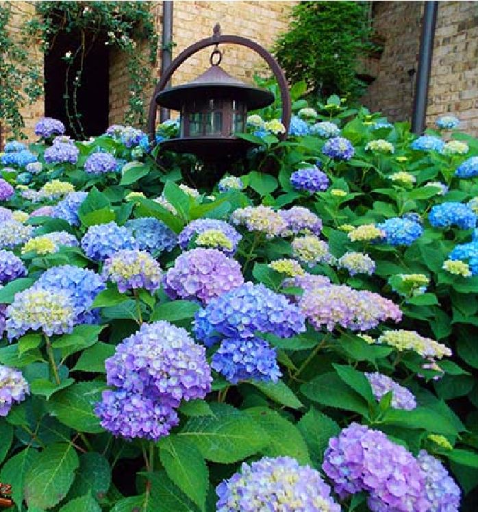 Mixed Color Hydrangea Seeds - 10 Seeds/Package