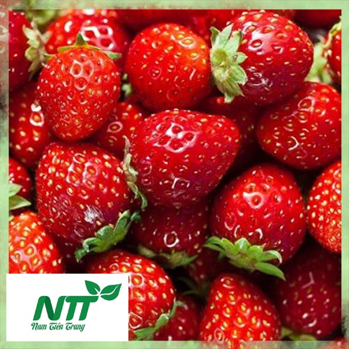 Hạt giống Dâu Tây