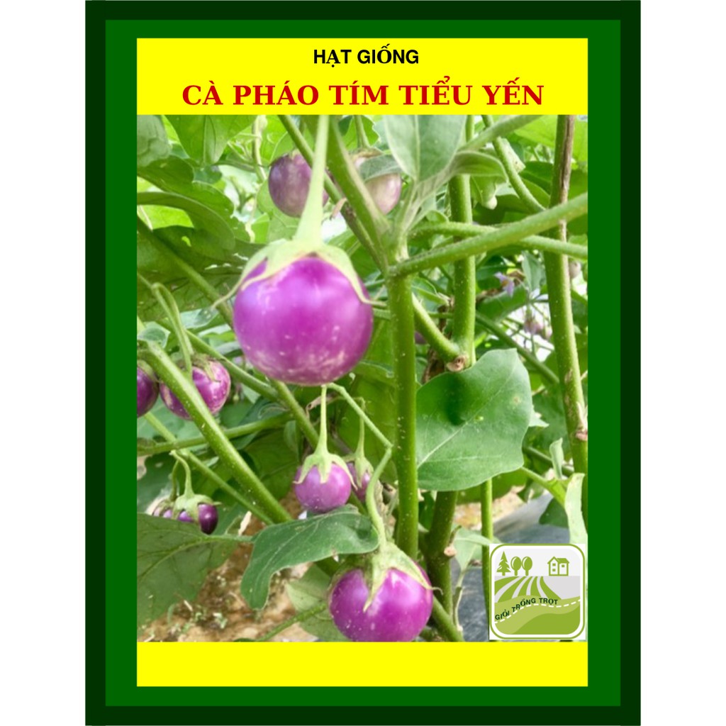1G - Hạt Giống Cà Pháo Tím Tiểu Yến