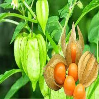 cây giống cây thù lù