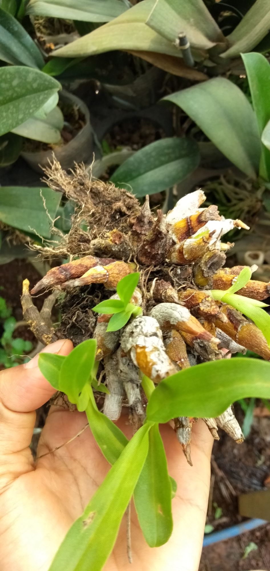 Hoa lan Denro trường sơn 120k cho 6 khóm