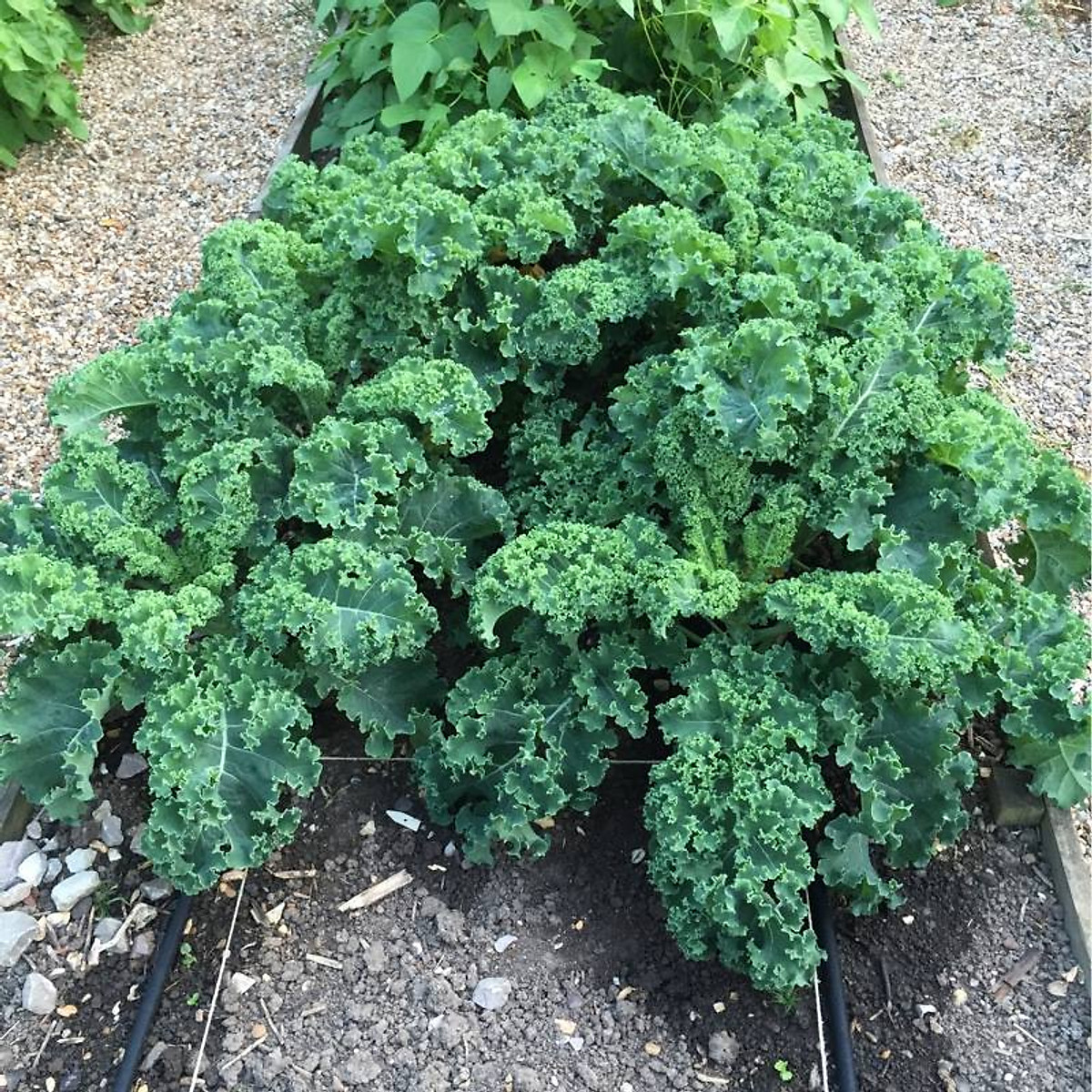 Hạt giống cải xoăn kale rạng đông gói 5gram