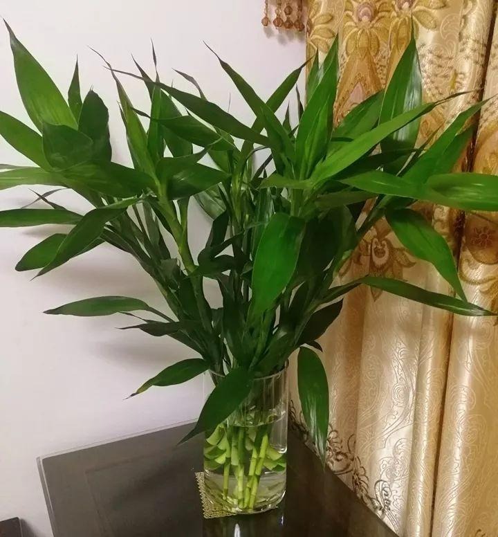 Cây phát tài phát lộc - cây phát tài trúc