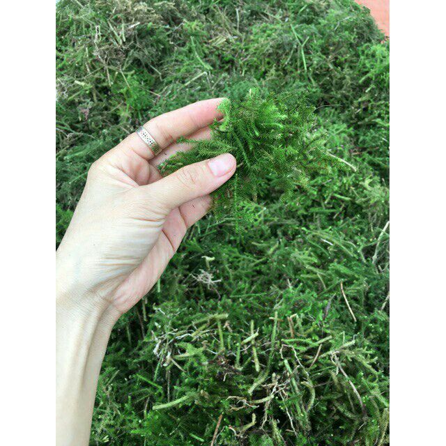 1kg cây thông đất khô