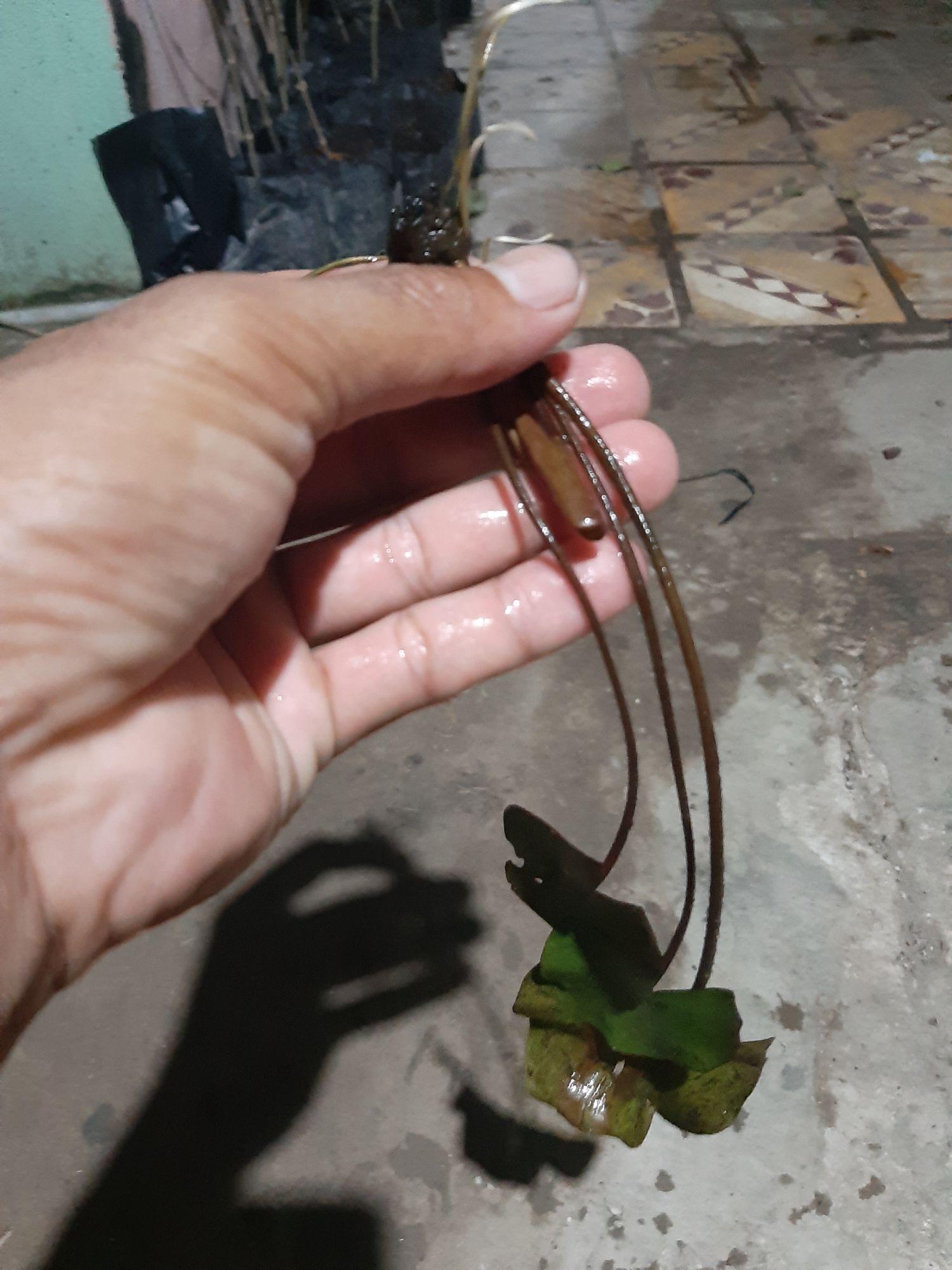 combo 2 cây hoa sún thái lan mini