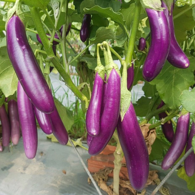HẠT CÀ TÍM DÀI F1 - GÓI 1 GRAM