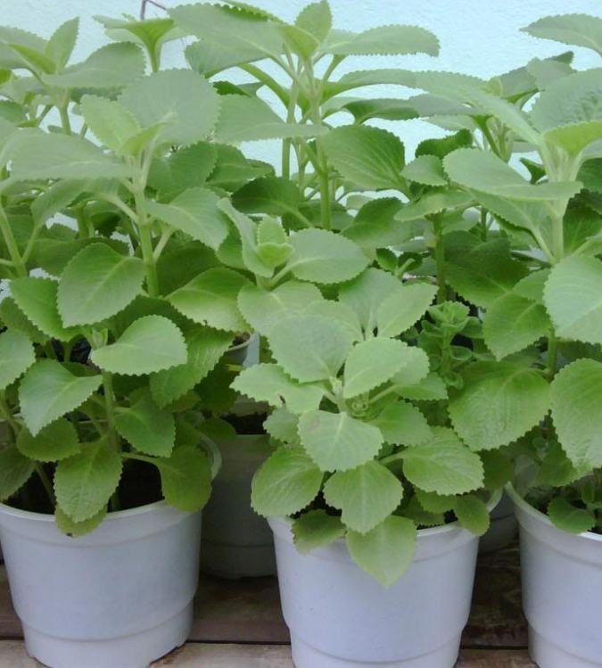 Hạt giống húng chanh - gói 0.1 gram ( 550 hạt)