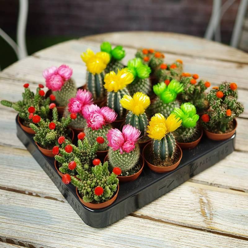 [5 packs] - Mini cactus seeds