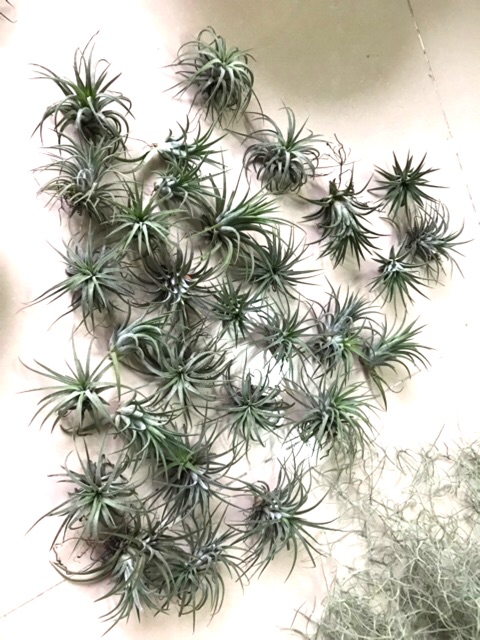 Sale Cây Không Khí Ionantha