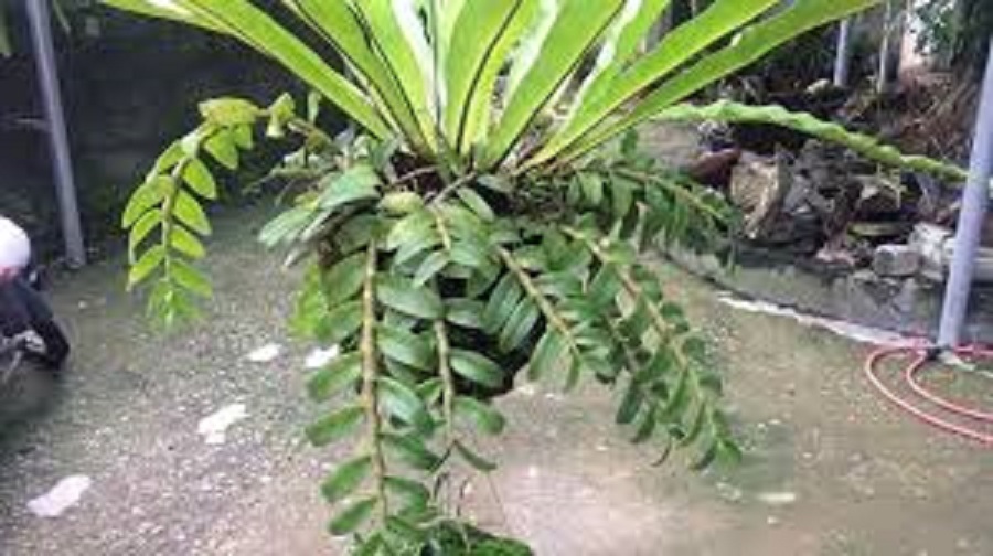 CÂY TỔ QUẠ (TỔ PHỤNG) - CÂY PHONG THỦY